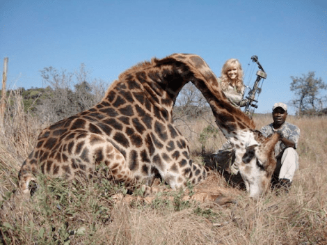 Rebecca Francis poses with the dead giraffe. (Image via HuntingLife.com)
